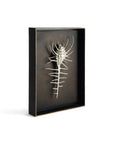 Michael Aram Venus Comb Shell Shadow Box